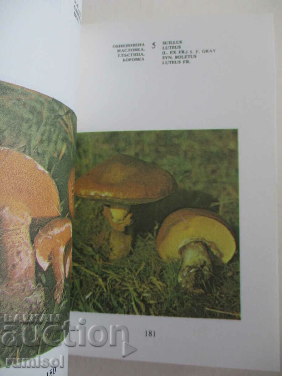 Delivery of Our mushrooms - Ts. Hinkova, M. Drumeva, G. Stoychev, V. Chalakov