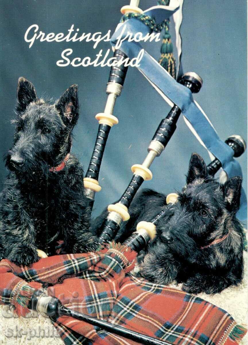 Old card - Folklore - Scottish bagpipes