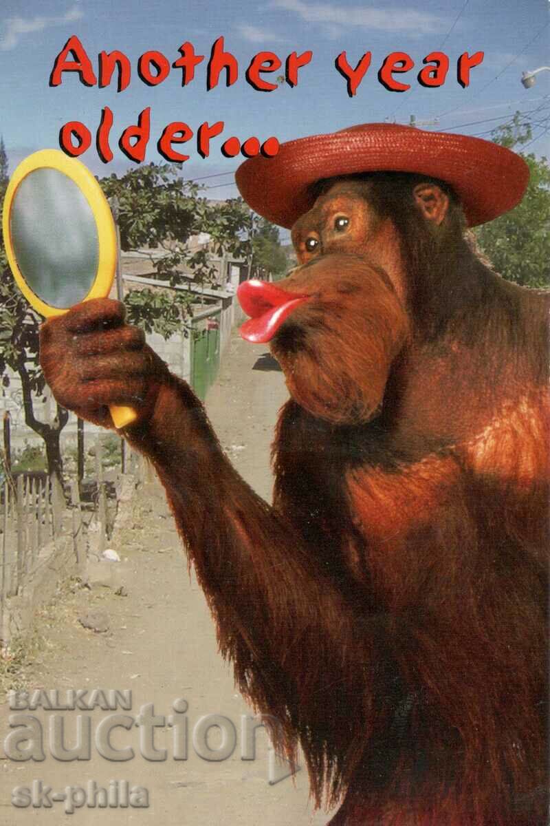 Old card - Happy birthday - orangutan