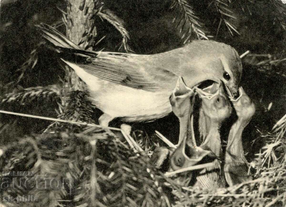 Old card - Nightingale feeding her young