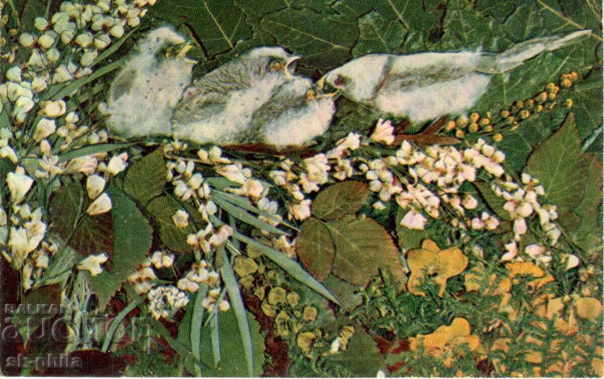 Стара картичка - Гнездо с птичета