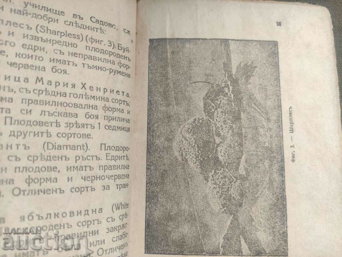 Auction Cultivation of strawberries and raspberries V. Striburni Auction Cultivation of strawberries and raspberries V. Striburni