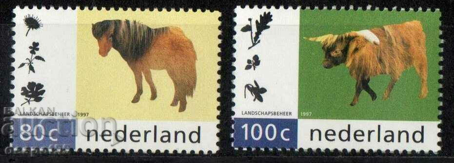 1997. Olanda. Animale de companie.