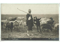 Bulgaria, Ovchar iz Sofia, necalatorita