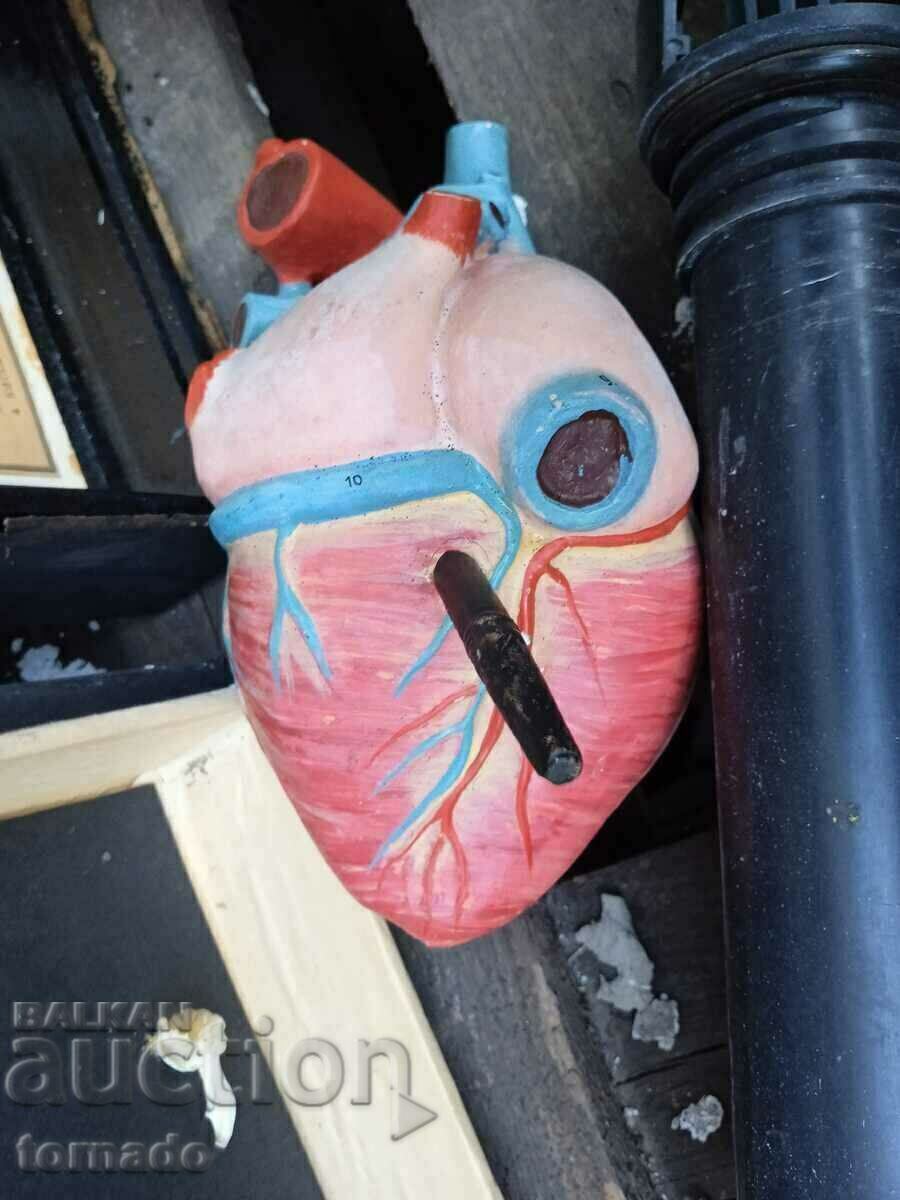 Model mockup inimă umană old school cu preț 30.00 BGN | € 15.34 Model mockup inimă umană old school cu preț 30.00 BGN | € 15.34