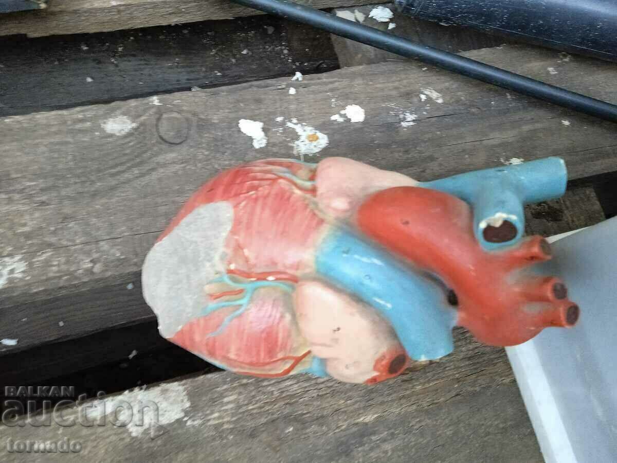 Licitație Model mockup inimă umană old school Licitație Model mockup inimă umană old school