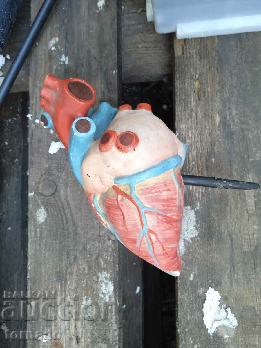 Модел макет човешкото сърце стар учебен