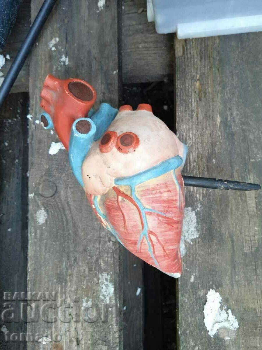 Model mockup human heart old school