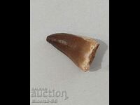 A large mosasaur tooth.