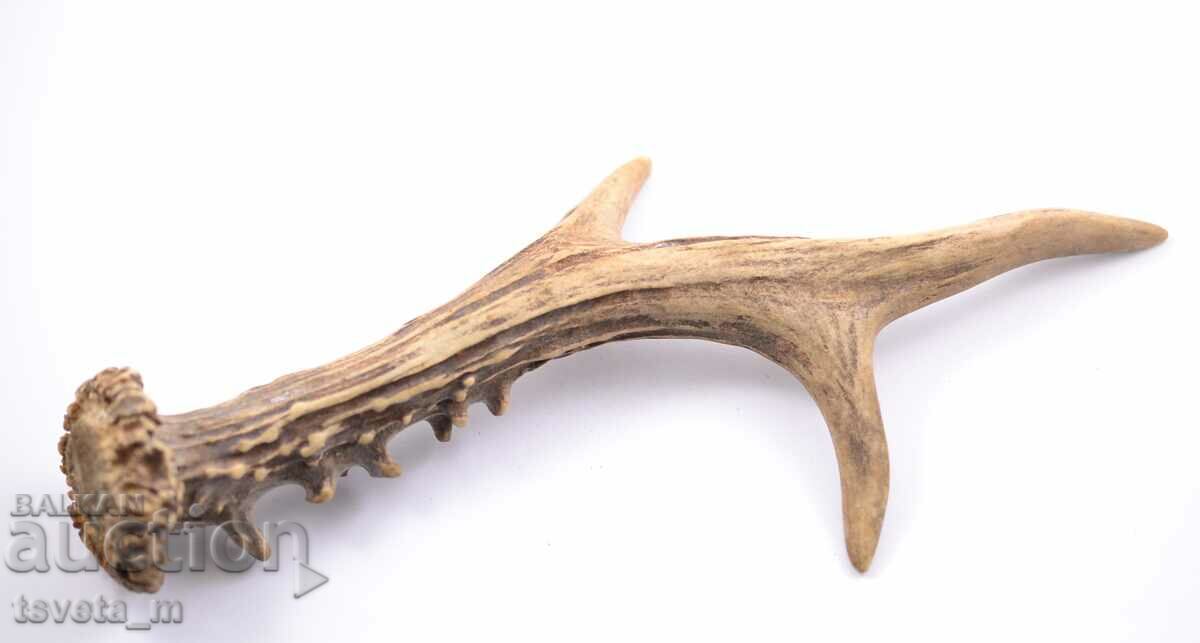 Stag antler for knife handle