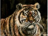 Denitsa Garelova oil painting "Tiger" 30/40