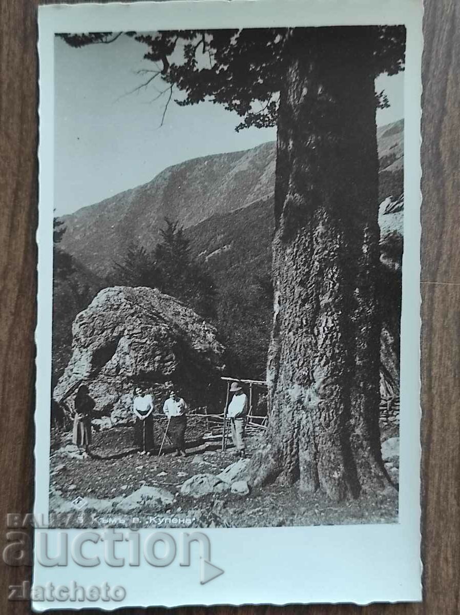 Carte poștală Regatul Bulgariei - La Muntele "Kupena"