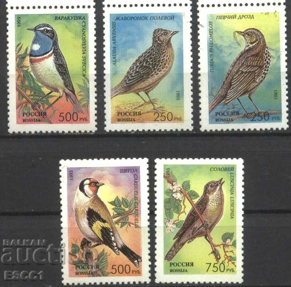 Clean Stamps Fauna Songbirds 1995 from Russia