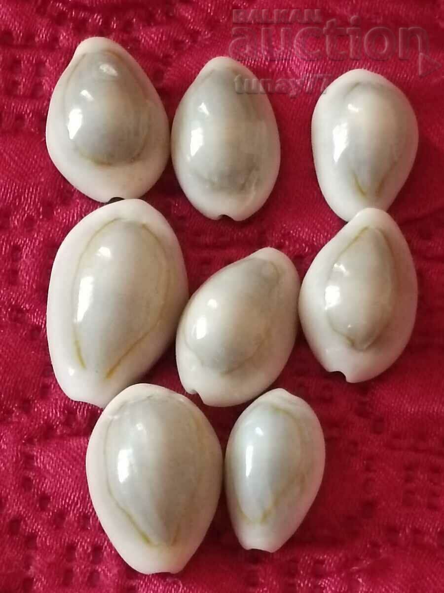 Monetaria annulus …ръждив… 24,4 / 22,1 мм Скъпоценен камък