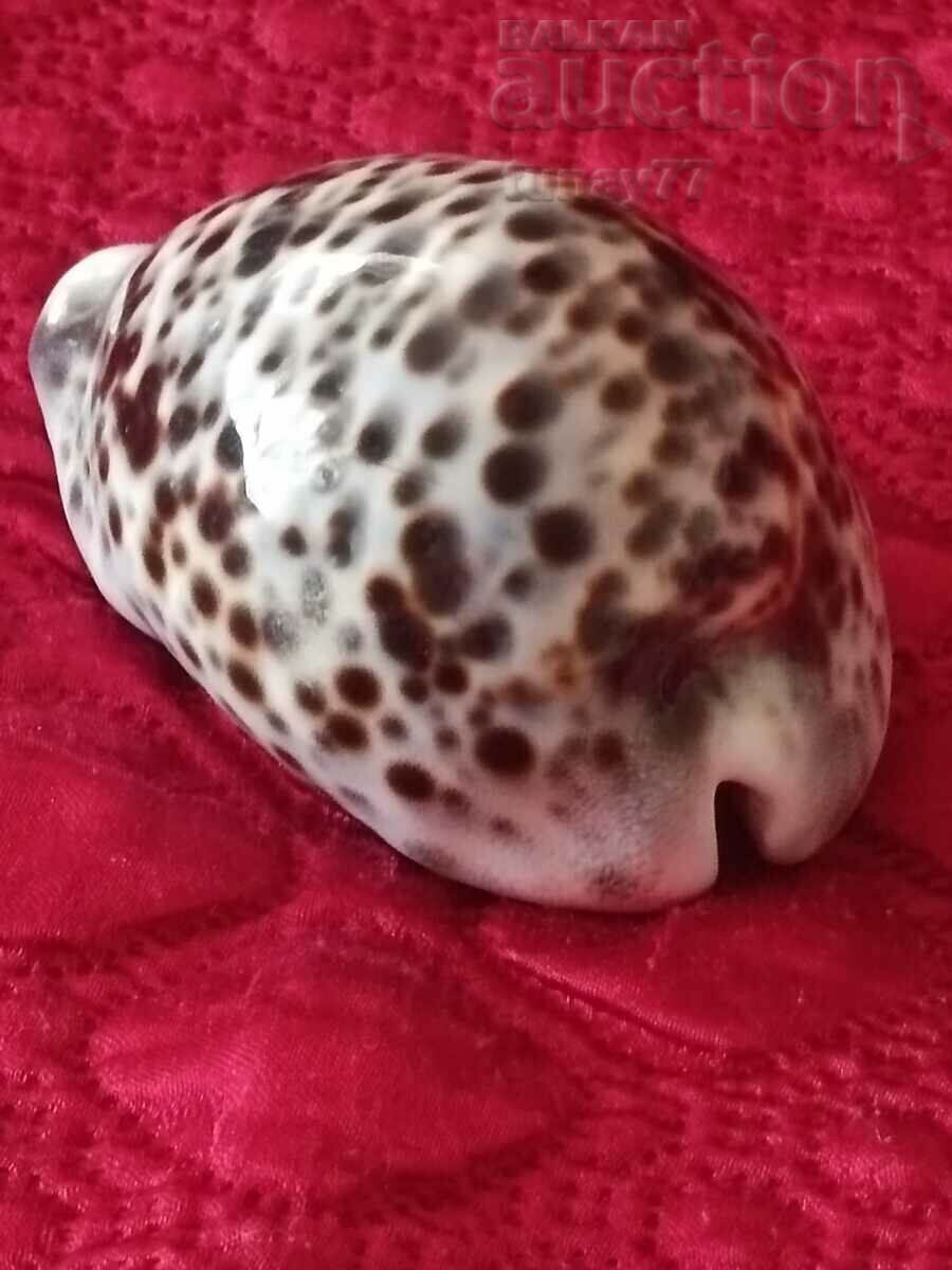 A large shell