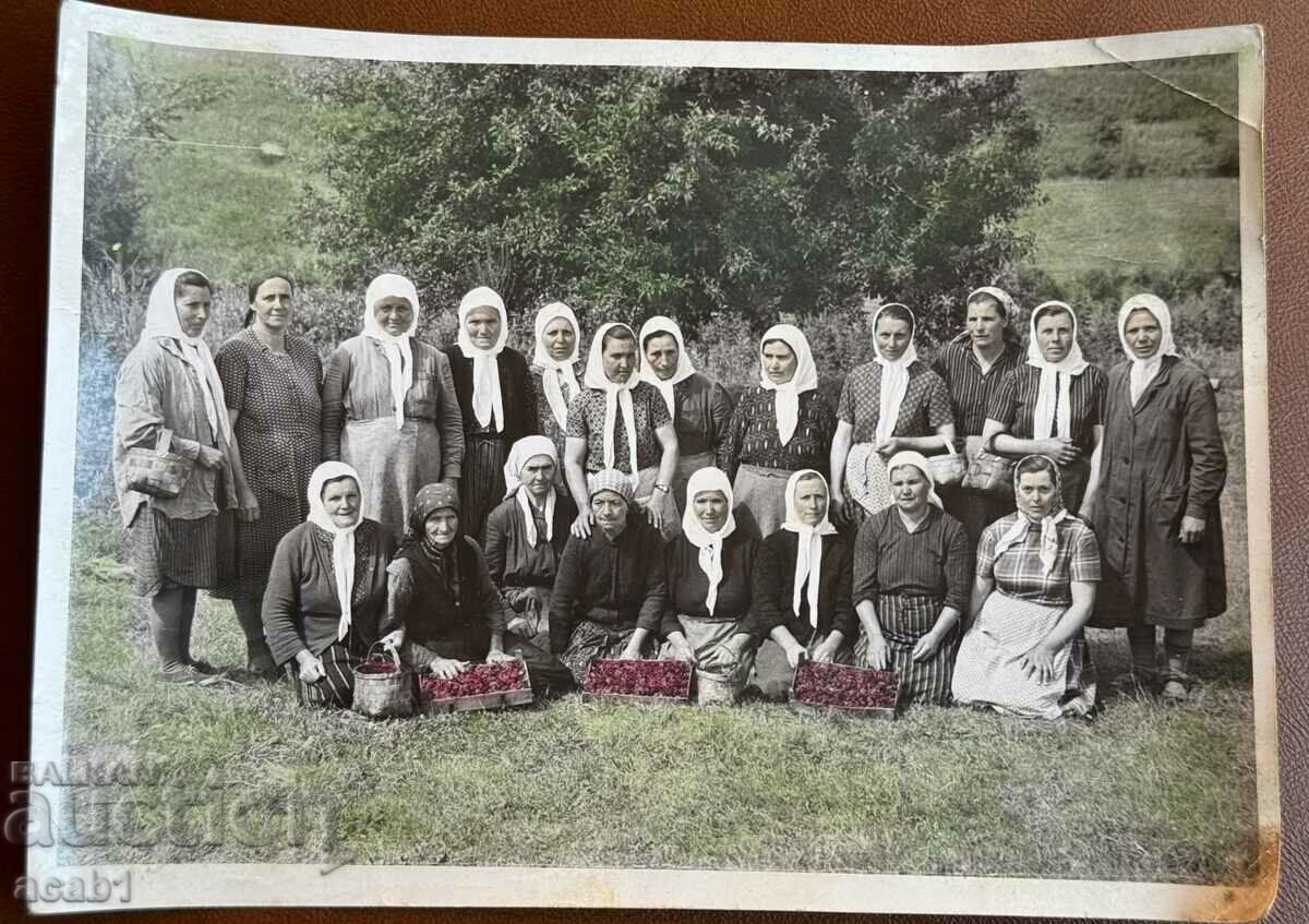 Pickers with picked Raspberries or Roses with price 14.99 BGN | € 7.66