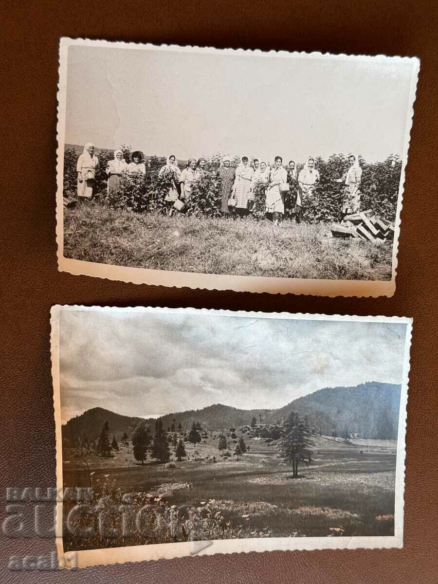 Delivery of Pickers with picked Raspberries or Roses