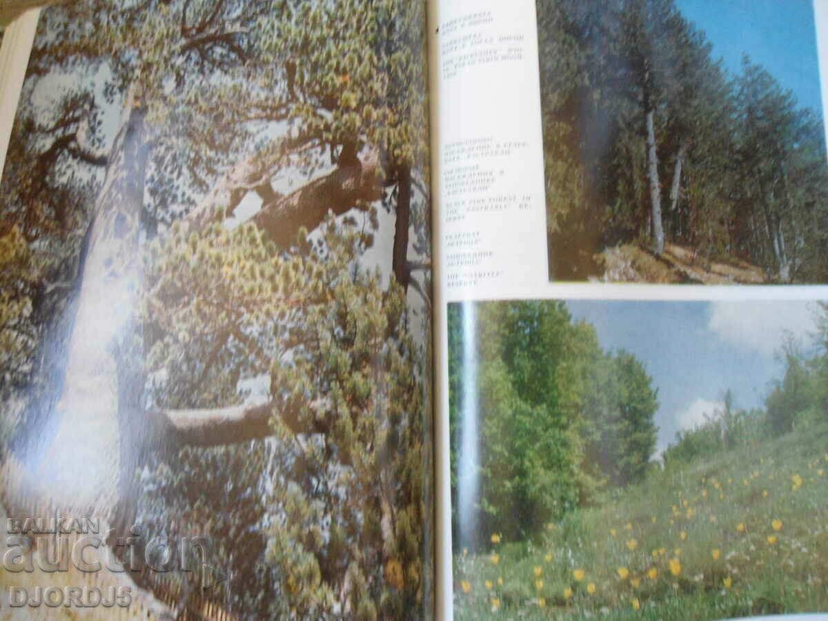 Forests and forest industry in Bulgaria - 5 Forests and forest industry in Bulgaria - 5