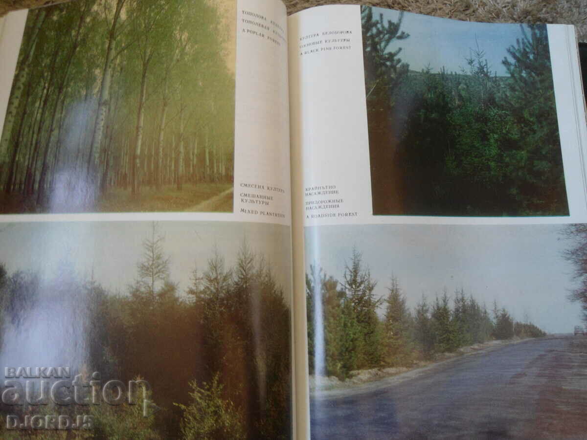 Forests and forest industry in Bulgaria - 7 Forests and forest industry in Bulgaria - 7