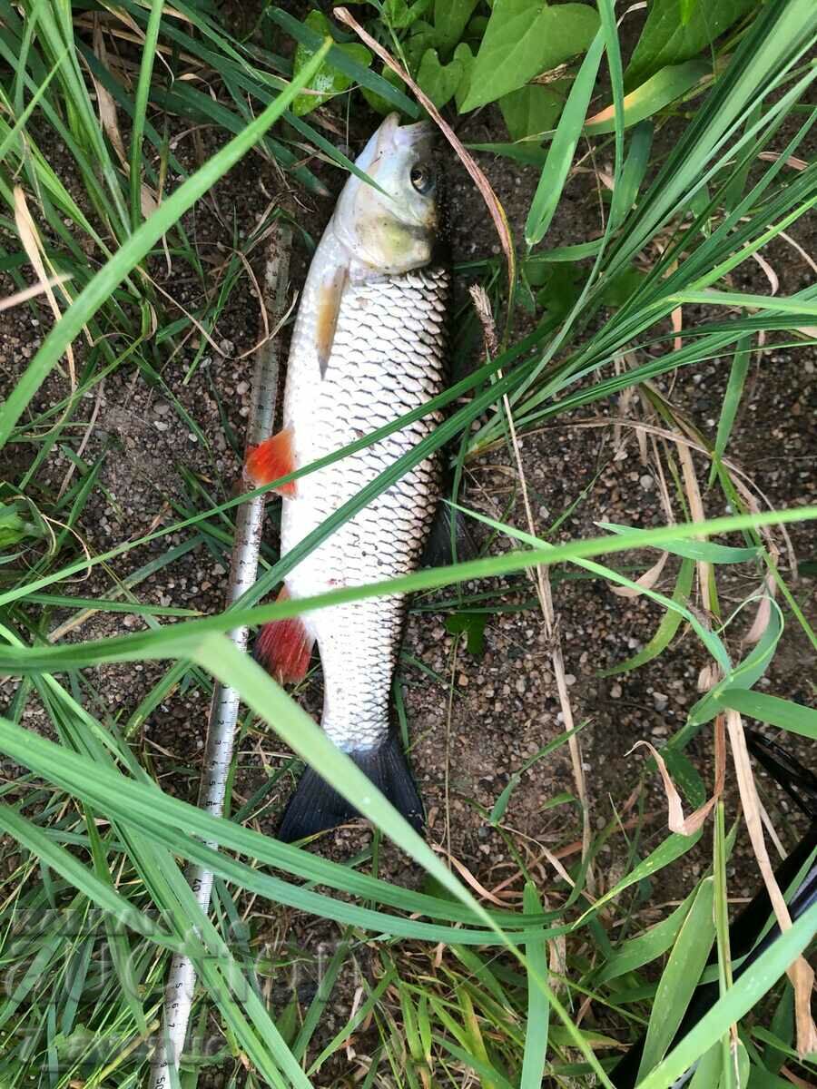 Author's painting - acrylic/canvas, 50/40cm, "Fisherman's sunset.." - 7 Author's painting - acrylic/canvas, 50/40cm, "Fisherman's sunset.." - 7