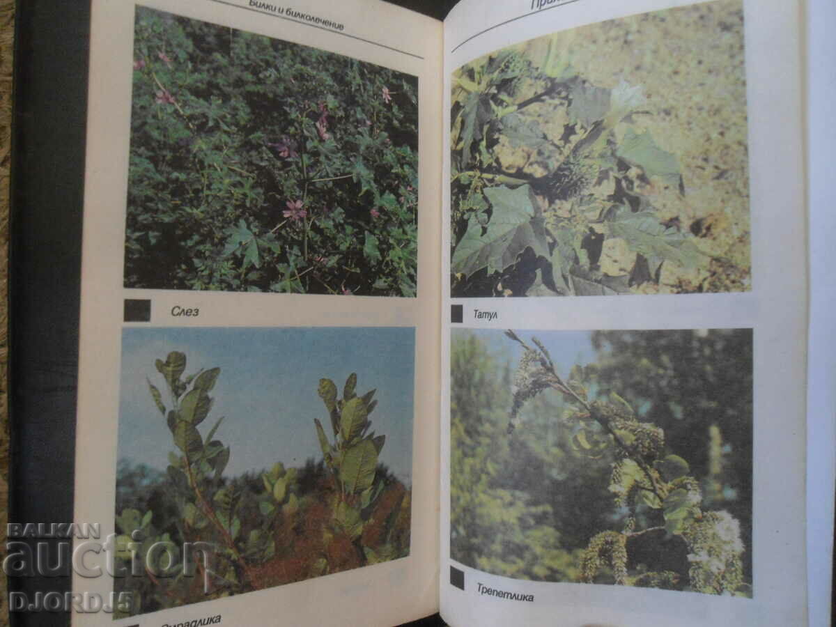 Билки и билколечение - 6 Билки и билколечение - 6