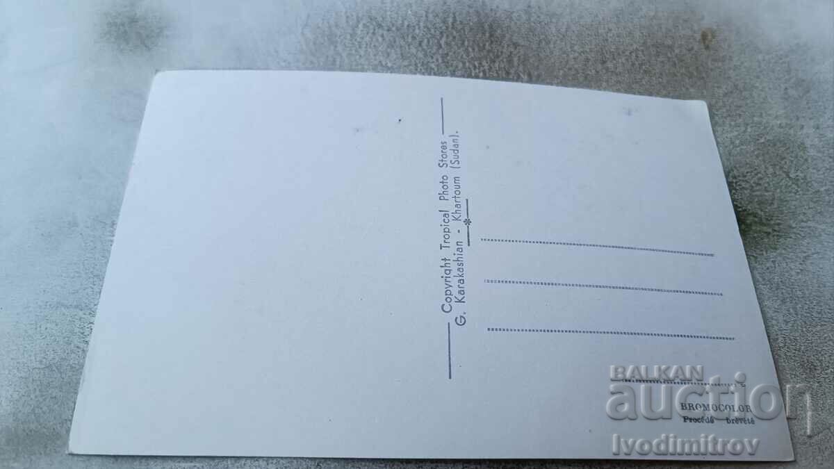 Postcard Zebra in Central Africa with price 0.85 BGN | € 0.43 Postcard Zebra in Central Africa with price 0.85 BGN | € 0.43