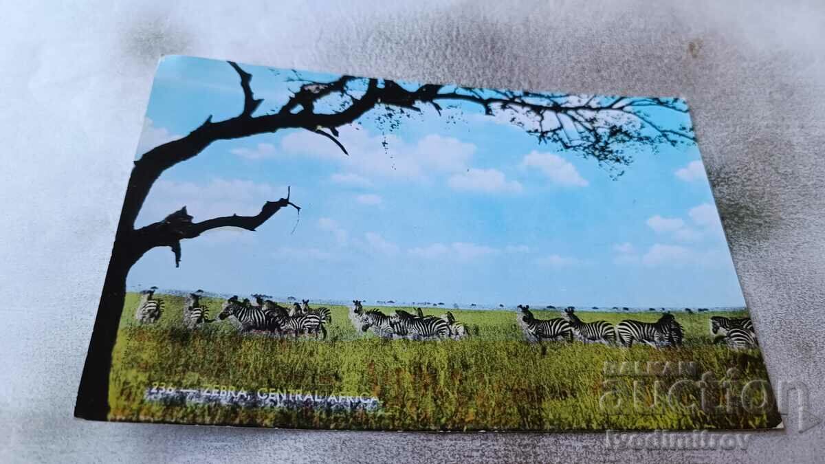 Καρτ ποστάλ Zebra στην Κεντρική Αφρική