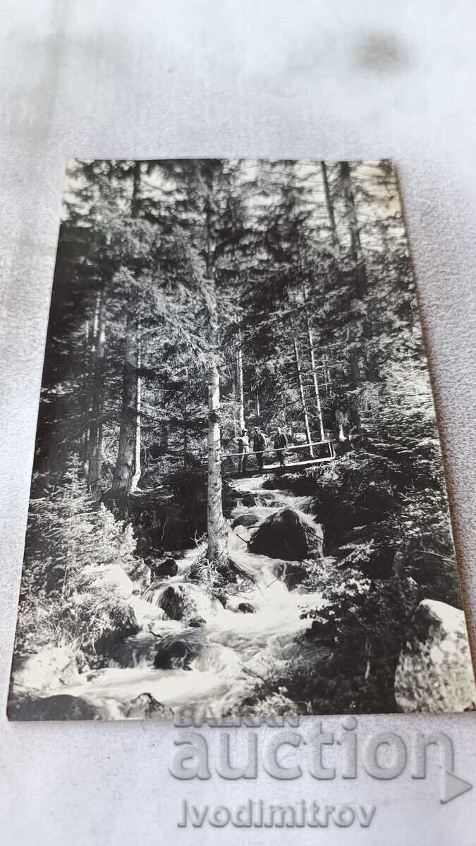 Ms. Two officers and a man on a wooden bridge in a coniferous forest