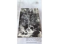 Ms. Two officers and a man on a wooden bridge in a coniferous forest