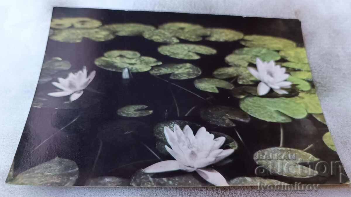 Καρτ ποστάλ Varna Water Lilies 1960