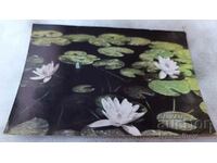 Καρτ ποστάλ Varna Water Lilies 1960