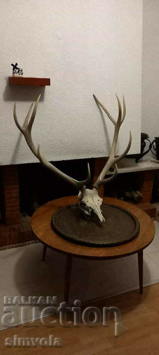 Hunting trophy.