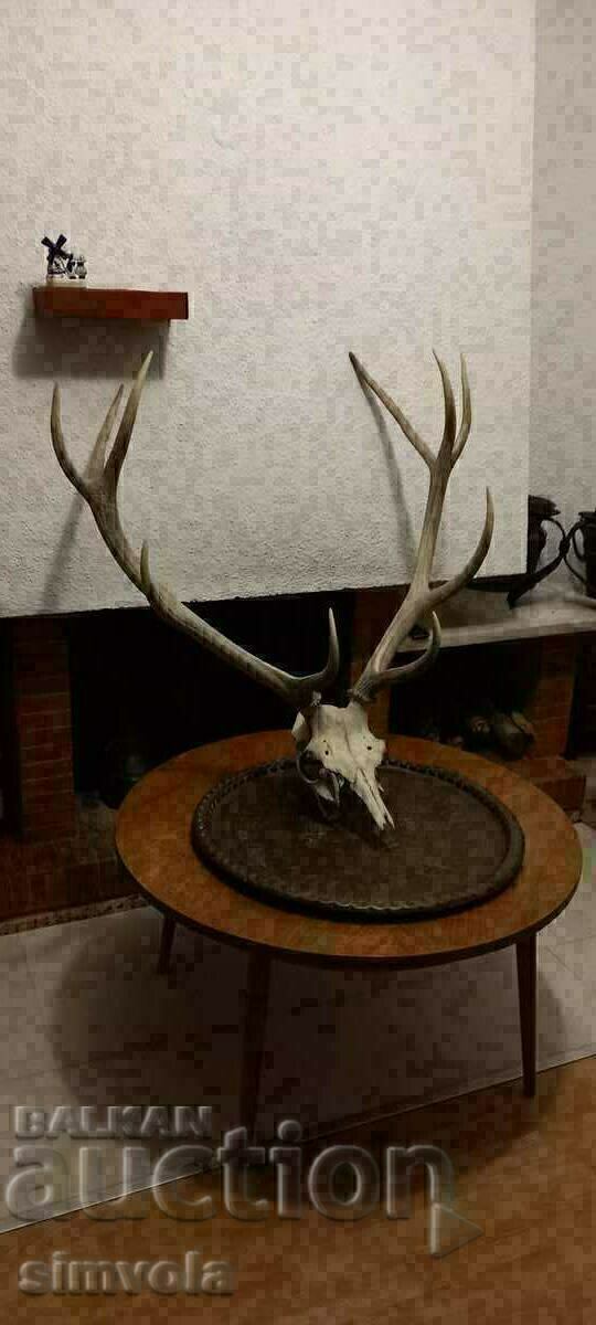 Hunting trophy.