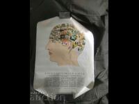 Phrenology card