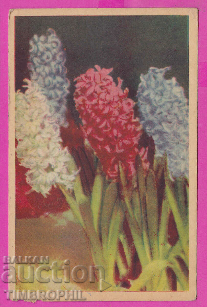 297816 / Old postcard color Hyacinth