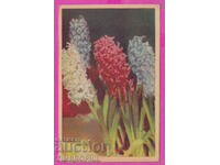 297816 / Old postcard color Hyacinth