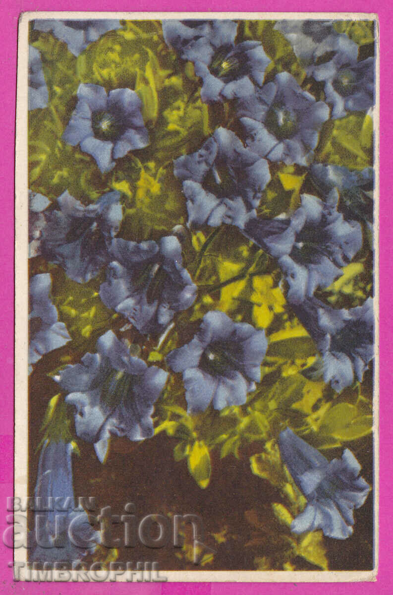 297820 / Old postcard in the color Blue Bell