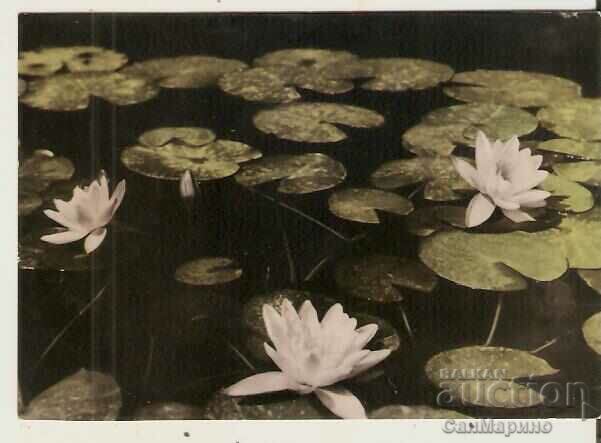 Card Bulgaria Varna (Kamchia) Water lilies*