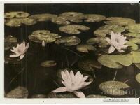 Card Bulgaria Varna (Kamchia) Water lilies*