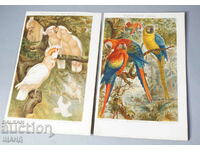 1900 Lot 2 Lithograph types of parrots