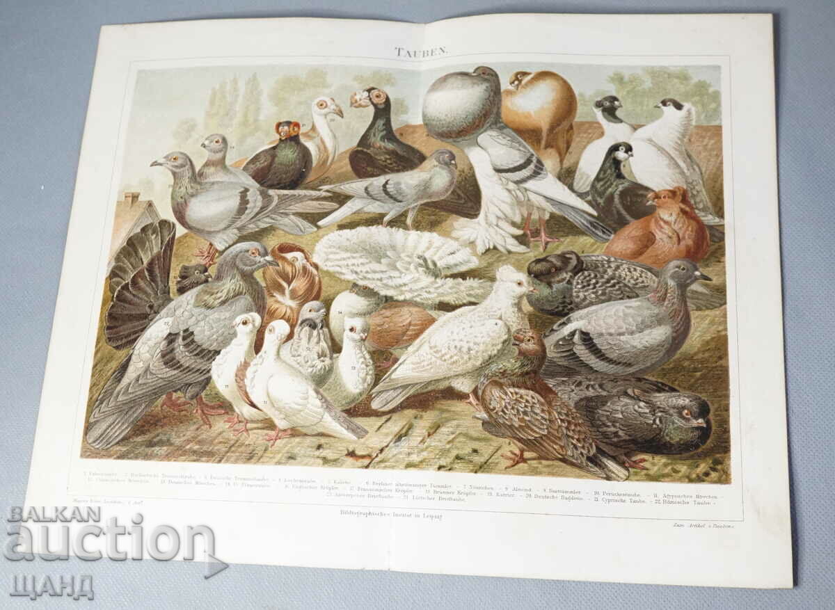 1900 Lithograph types of pigeons