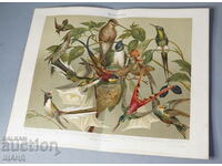 1900 Lithograph birds hummingbird species