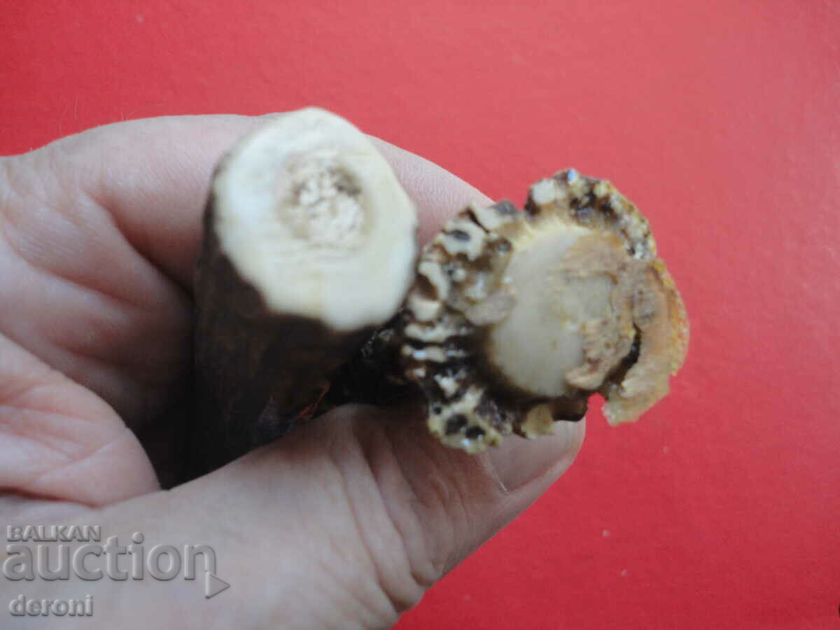 Delivery of Antler antlers Delivery of Antler antlers