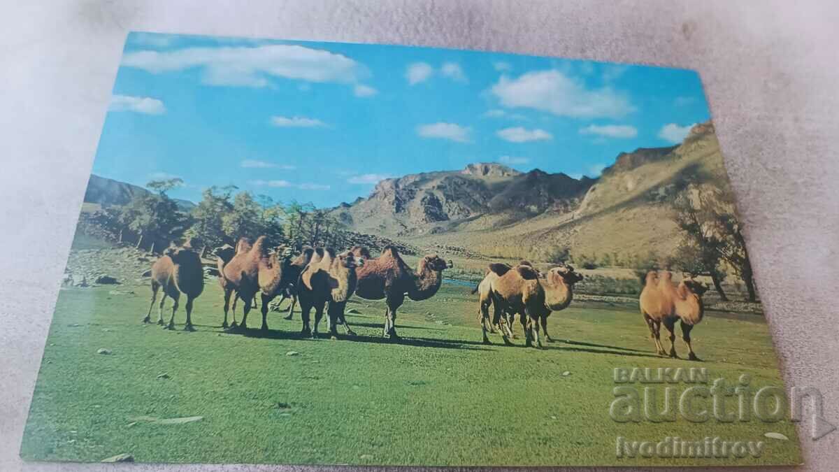 Postcard Zabhan Aimak Mongolian Camels