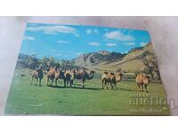 Postcard Zabhan Aimak Mongolian Camels