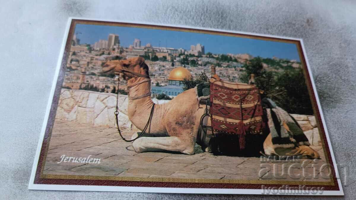 Postcard Jerusalem with a Camel