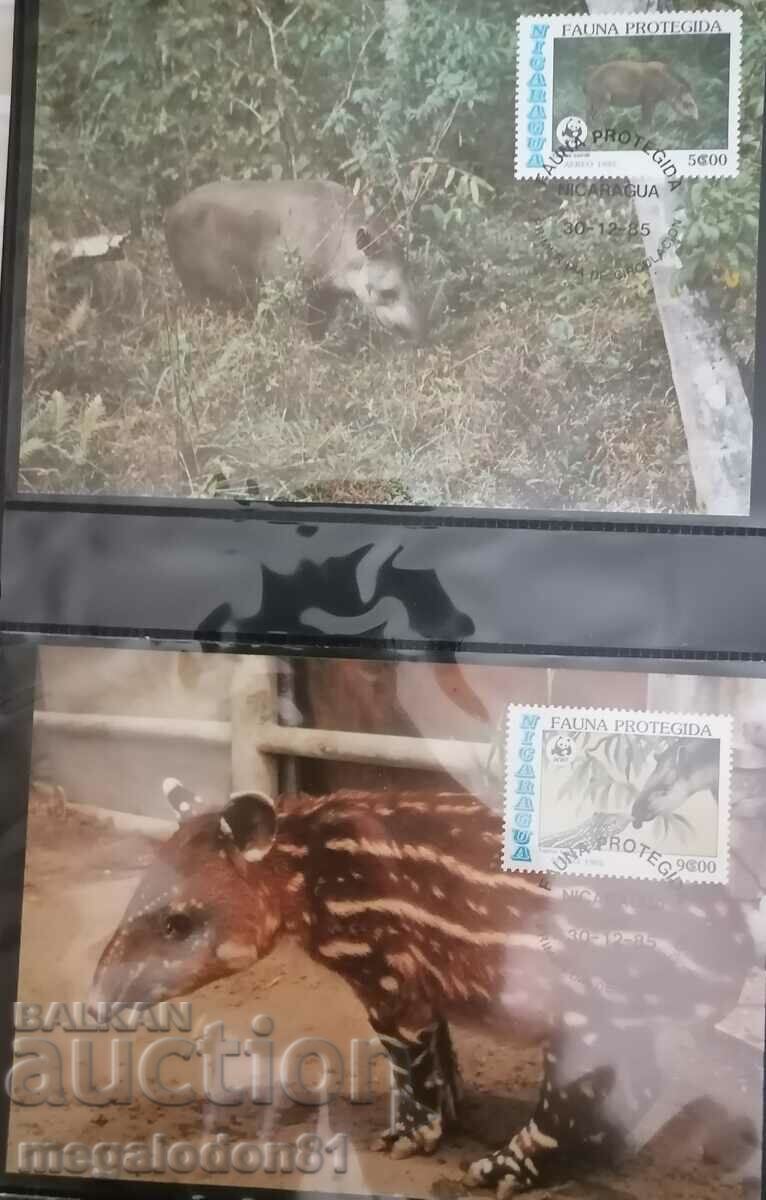 Honduras - WWF fauna, South American tapir