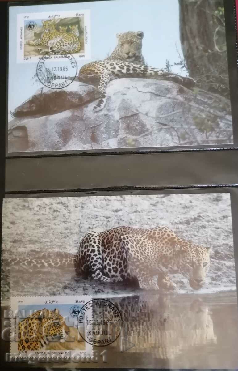 Afghanistan - WWF fauna, leopard Afghanistan - WWF fauna, leopard