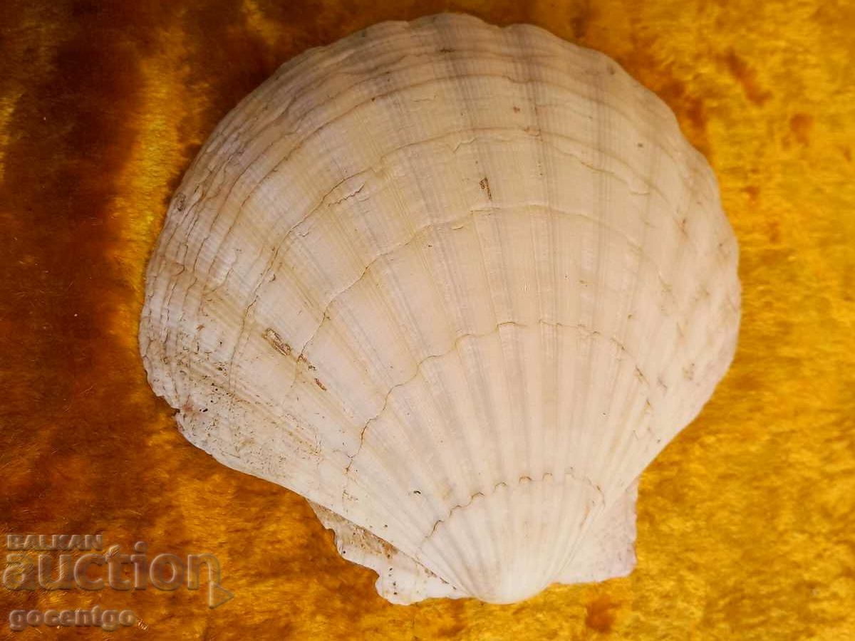 Seashell large 14 cm