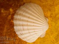 Seashell large 12 cm